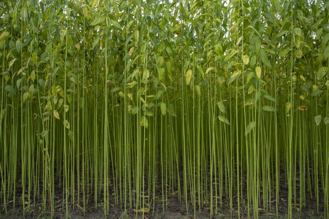 Green jute Plantation field.  Raw Jute plant Texture background. This is the Called Golden Fiber in Bangladesh