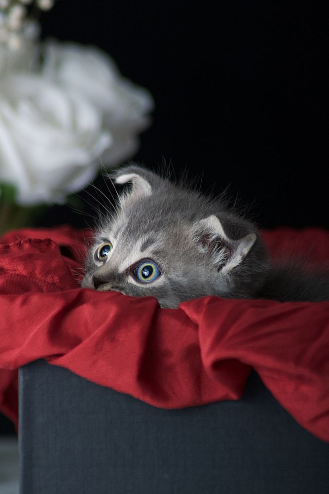 Gray kitten on red textile in a box
