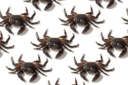 Slender rows of brown crabs on plain surface