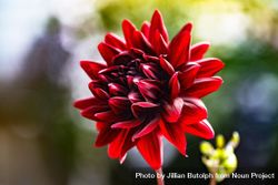 Vibrant red flower in the sunshine 5Q6Q94