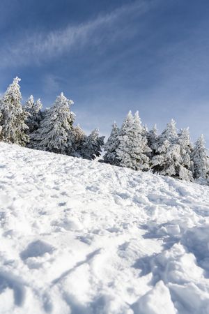 Frosty pine trees in ski resort of Sierra Nevada