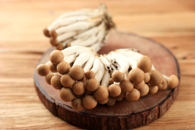 Brown Shimeji Mushroom on Wooden Log