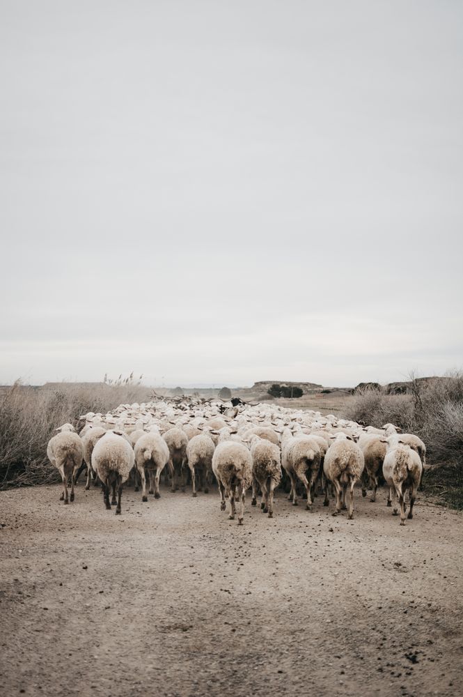 Sheep walking on the road