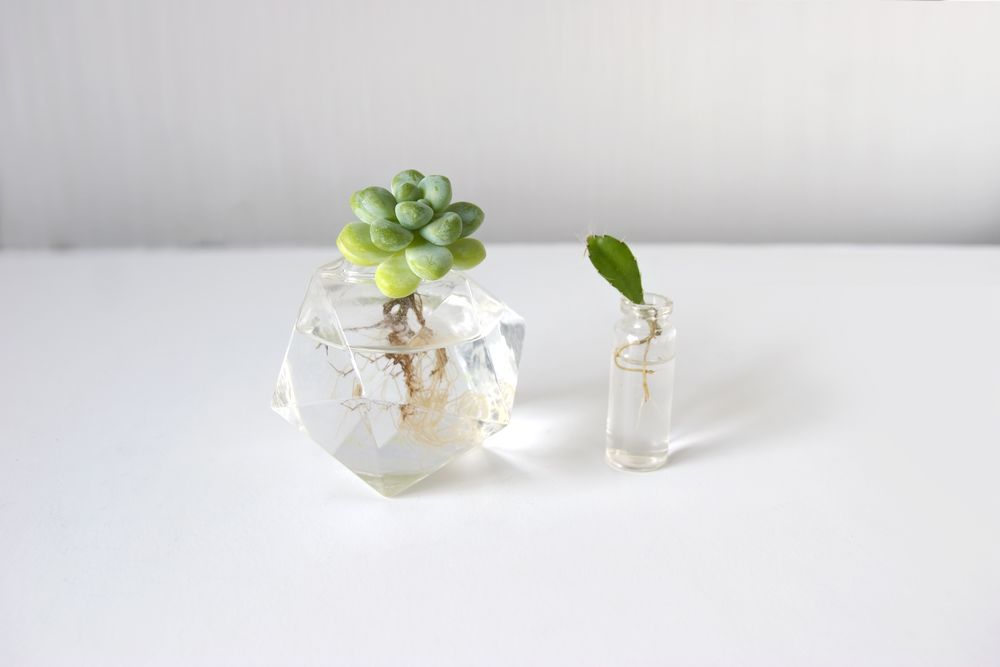 succulent