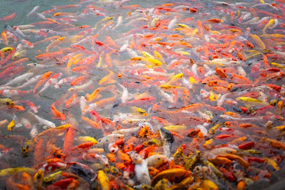 Koi carf fish in lake