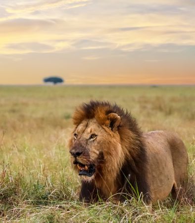 Male lion walking in the savannah during sunset in Kenya