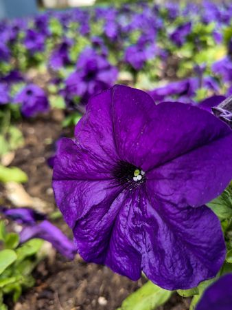 Close up of elegant of a violet blossom 