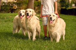 Crop child with pack of dogs on leashes