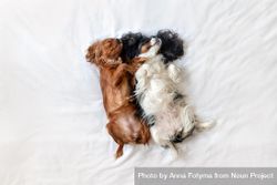 Top view of two cavalier spaniels lying belly up on bed 0PAle5