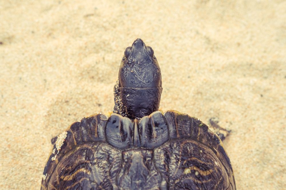 Sea turtle on sandy beach