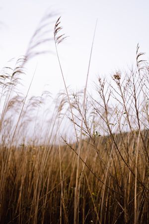 Dry grass in meadow on windy day
