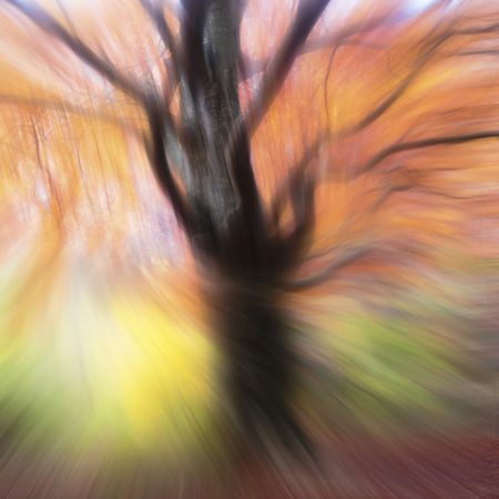 Majestic big tree with multicolored foliage in light