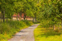 Country road through an apple orchard
