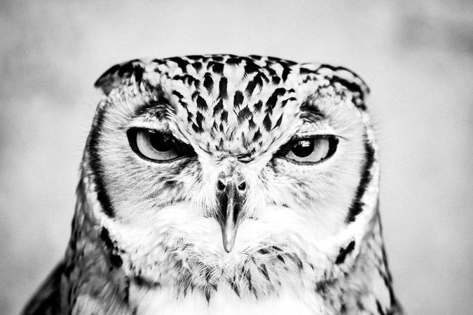 Grayscale photo of owl in close up
