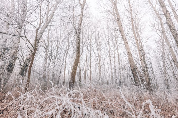 Frosty forest in the winter time