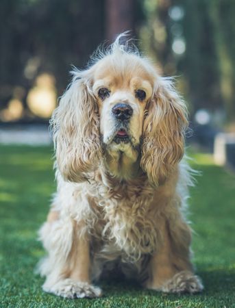 Funny dog lying on ground between plants