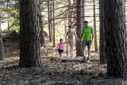 A happy family walking hand-in-hand through a pine forest.