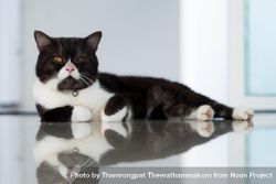 Cute tuxedo cat on reflective surface 47oBA4