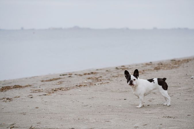 Dog standing on beach near sea