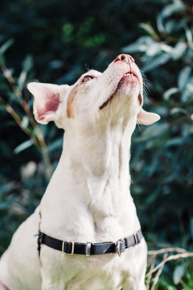 Dog with light fur sitting outside with its head lifted up