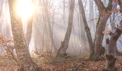 Moody barren fall  forest