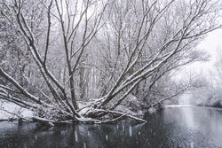 River streaming between snow forest