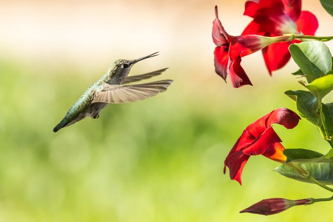 Hummingbird in Flight