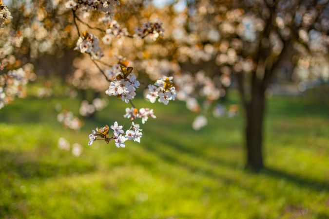 Flowers on a tree brach in a sunny park with grass