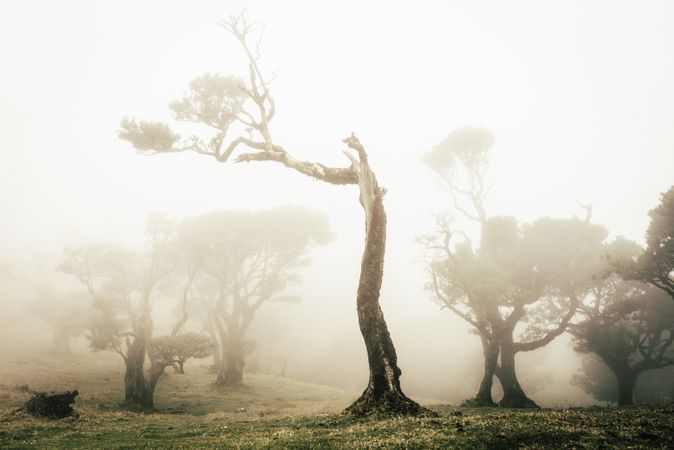A Madeira tree in the fog