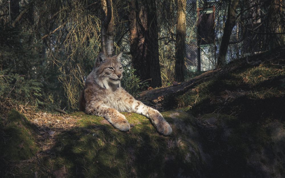 Lynx