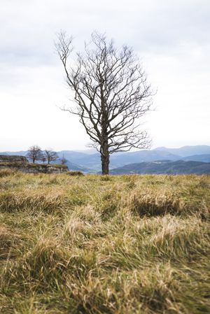 Lonely tree between grass on hill