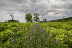 Copake, New York - May 19, 2022: Row of purple flowers in green field bEYzMb