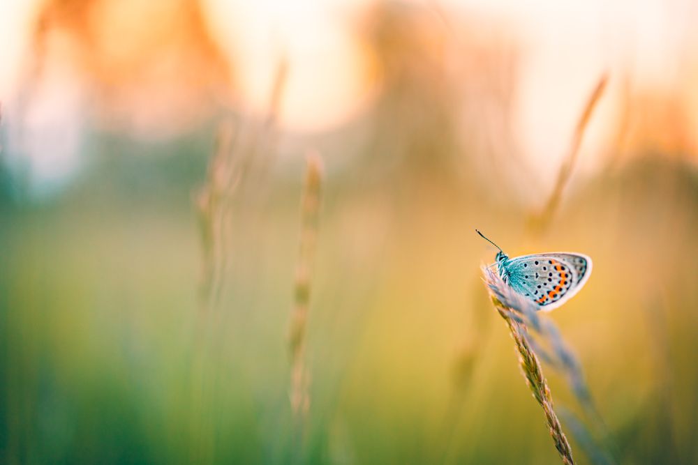 Beautiful insect with wings in a field