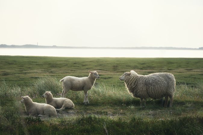 Sheep and lambs on meadow overlooking the beach