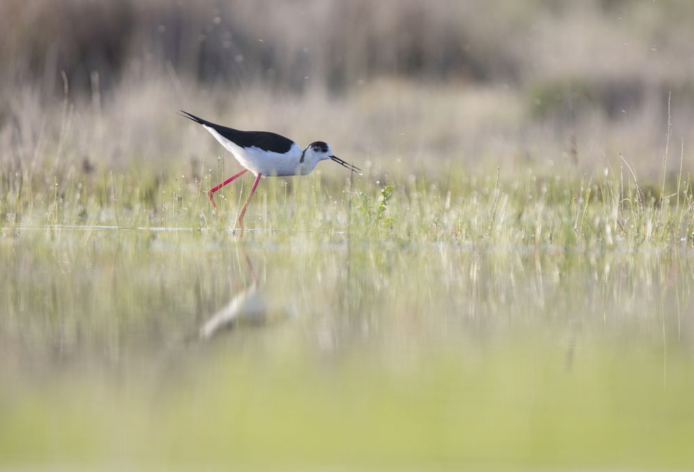 Wild bird walking on water