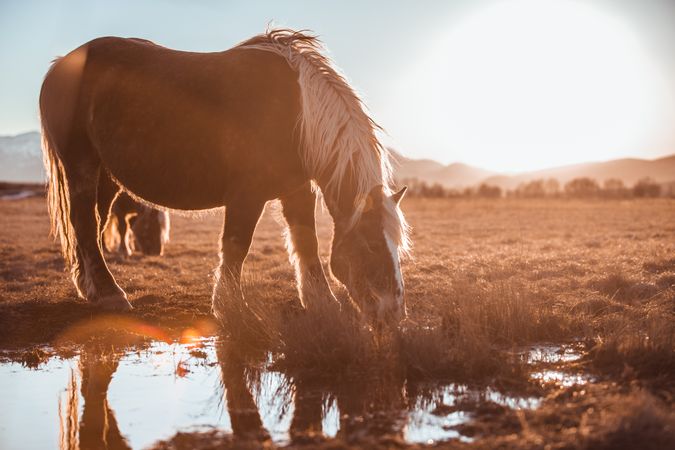 Wild horses pasturing on field near water