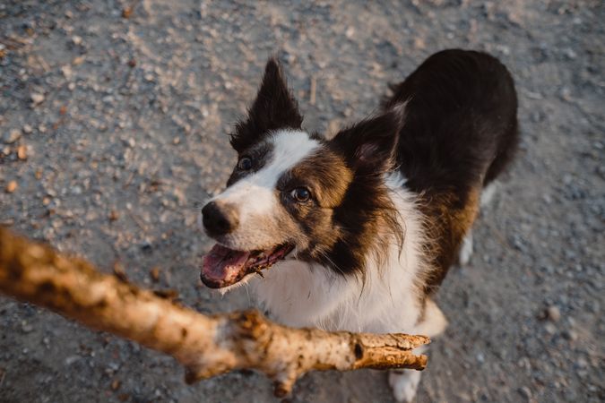 Faceless person having fun with senior Border Collie on road