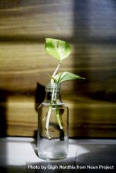Glass bottle with leaf growing 5Ra7R0