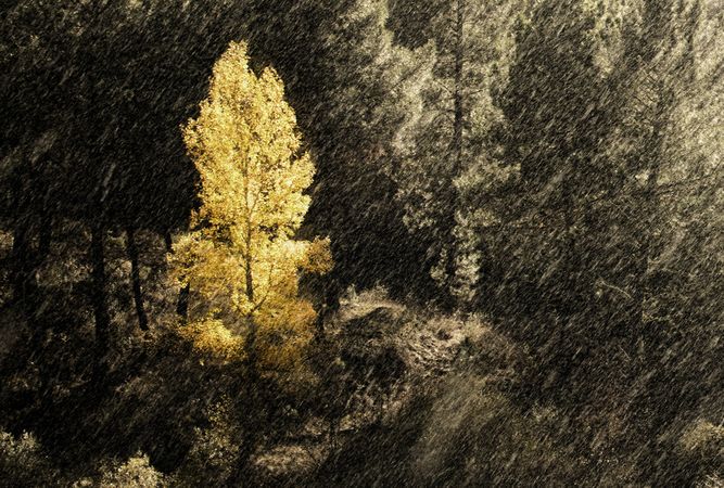 Trees growing near wonderful mountain range in a snowy day