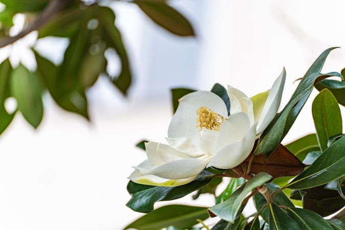 Beautiful magnolia blooming in the park