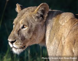 Brown lioness in close up 0LZRD4