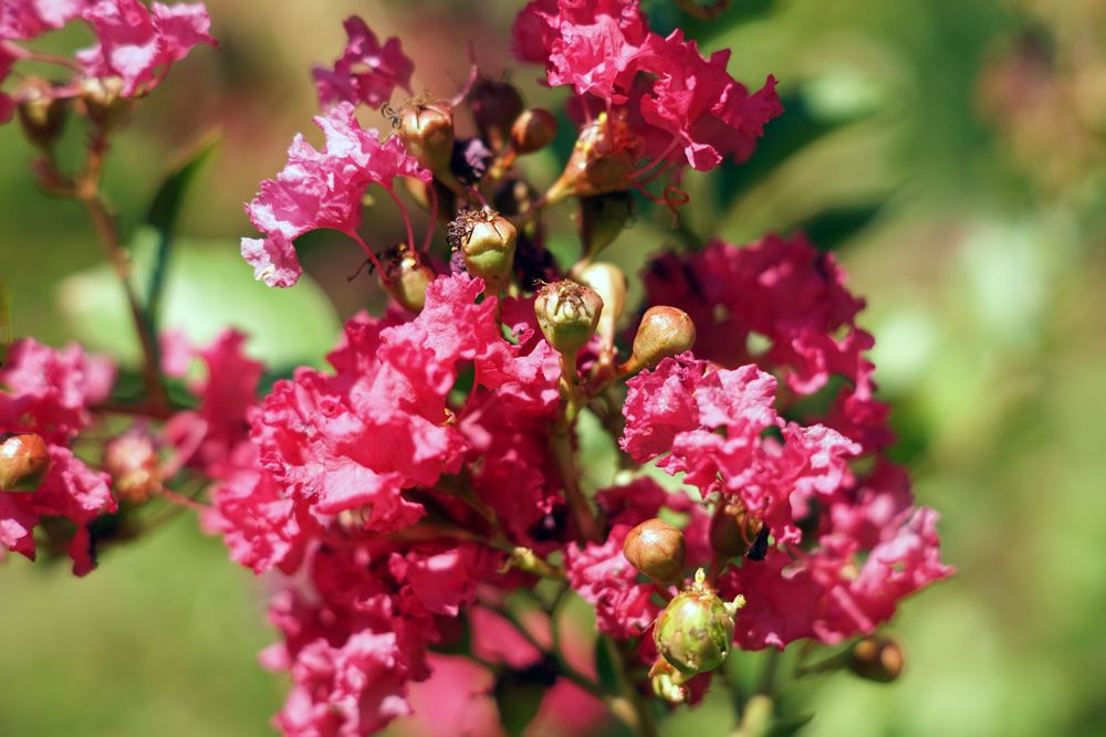 Flowers and buds on bush
