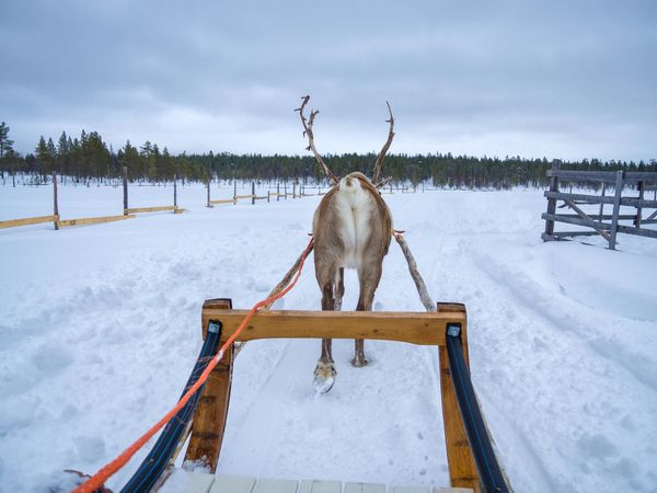 Back of reindeer leading sled