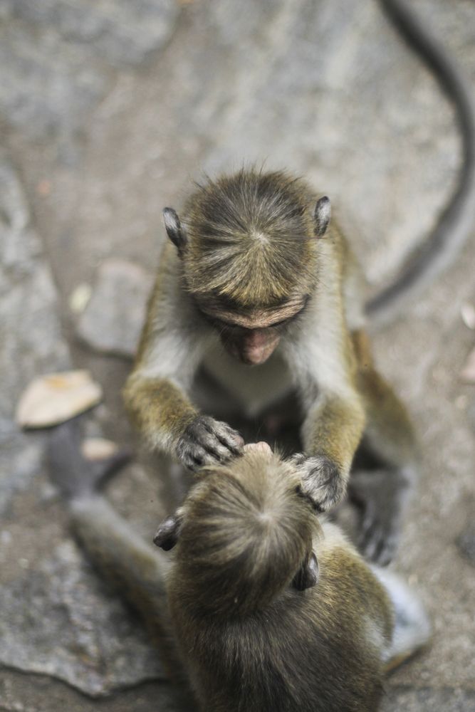 Macaques searching for bugs in fur