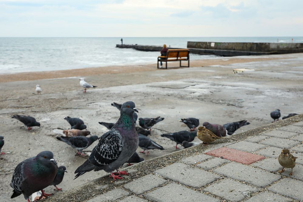 Many pigeons near the sea, on the shore