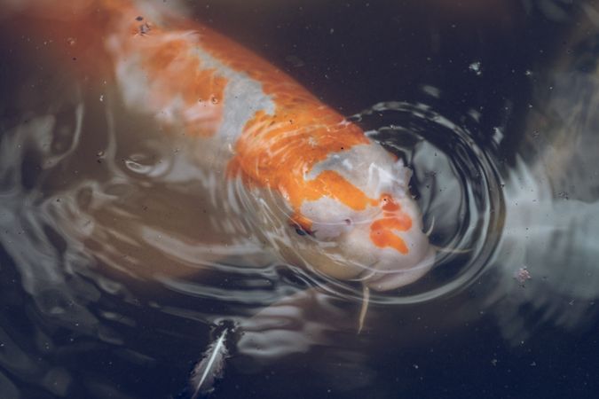 Bright orange Koi carp fish in water ripple