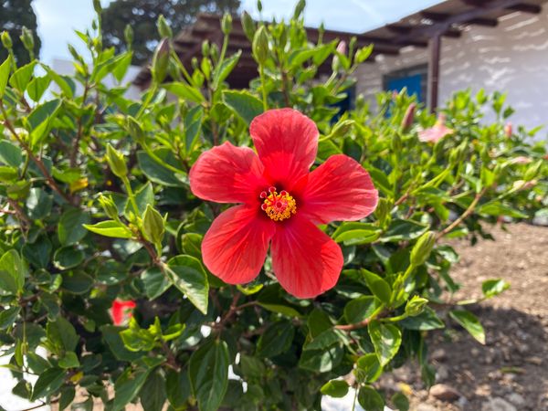 Blooming Hibiscus by beach house