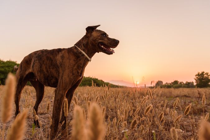Dog running free off lead on field
