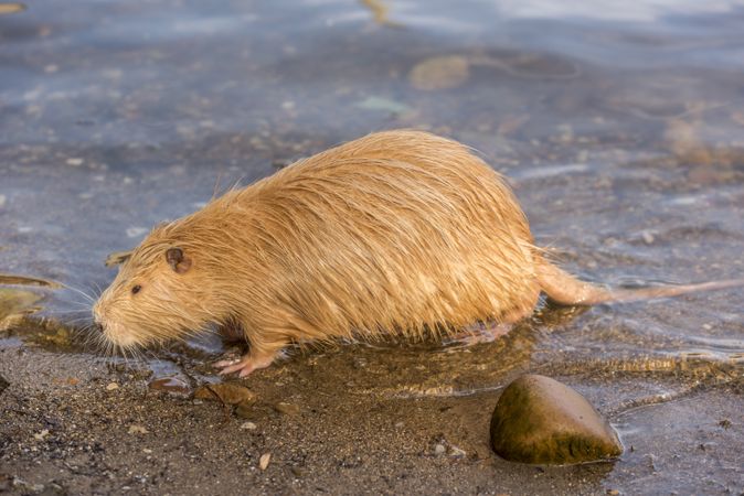 Close up image from side with a Coypu