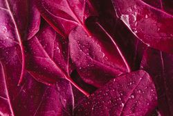 Red orache leaves close-up